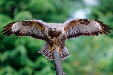 Hollanda 'nın Noord Brabant ormanında yiyecek aramak için uçan Akbaba (Buteo buteo). Yeşil orman arka planı.