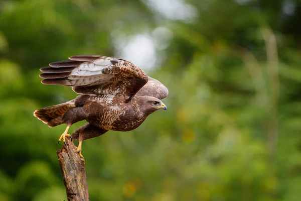 Buizerd Buteo Buteo Vliegt Het Noord Brabantse Bos Zoek Naar — Stockfoto