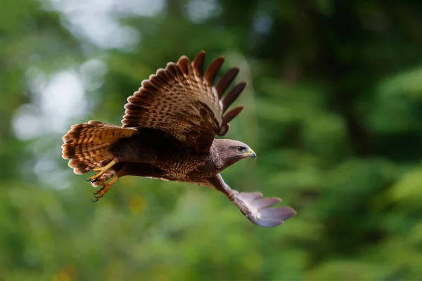 Mäusebussard Buteo Buteo Fliegt Wald Von Noord Brabant Den Niederlanden — Stockfoto