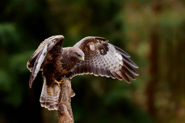 네덜란드의 노르드 브라반트 Noord Brabant 숲에서 먹이를 비행하는 일반적 눈보라 — 스톡 사진