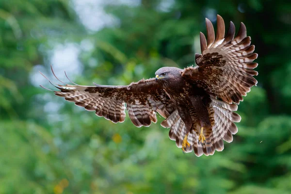 Κοινή Buzzard Buteo Buteo Που Πετούν Στο Δάσος Noord Brabant — Φωτογραφία Αρχείου