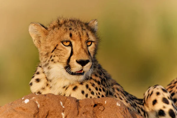 Cheetah Acinonyx Jubatus マシャツの午後遅くに暖かい光の中でシロアリの丘の上に座っている若いチーターボツワナのトゥリブロックのゲームリザーブ — ストック写真