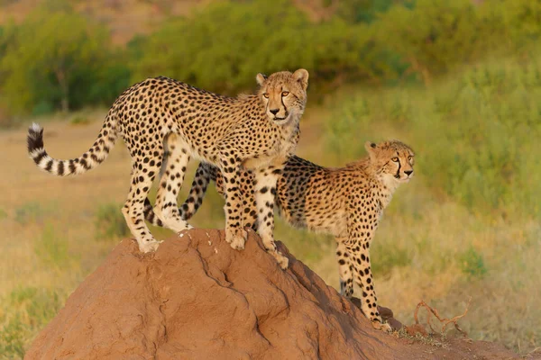 Cheetah Acinonyx Jubatus Joven Guepardo Sentado Una Colina Termitas Con —  Fotos de Stock