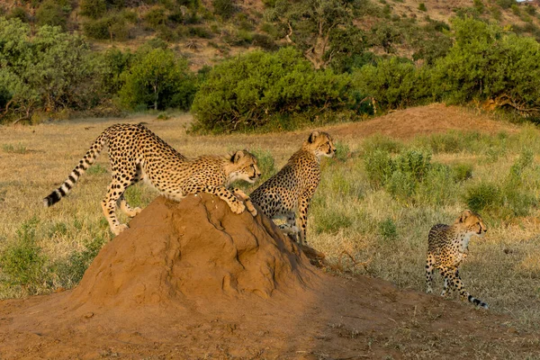 Guépard Acinonyx Jubatus Jeune Guépard Assis Sur Une Colline Termites — Photo