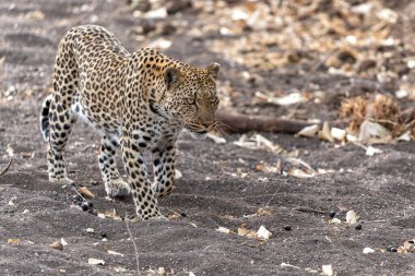 Leopar (Panthera Pardus) Botswana 'daki Tuli Bloğunda Mashatu Oyun Rezervinde kurak bir nehir yatağında avlanıyor.                               
