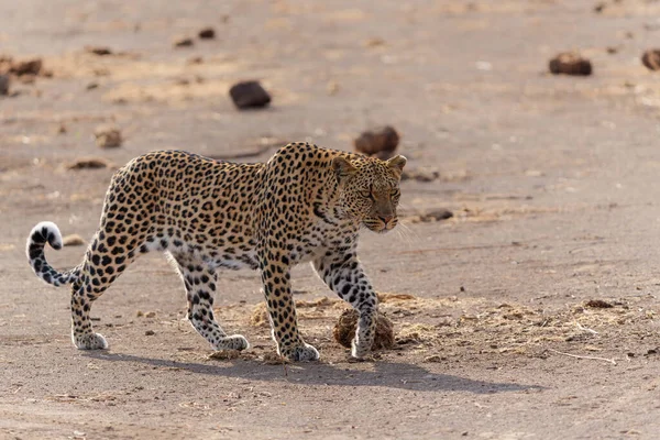 보츠와 구획에 구역의 강바닥에서 사냥하는 Panthera Pardus — 스톡 사진