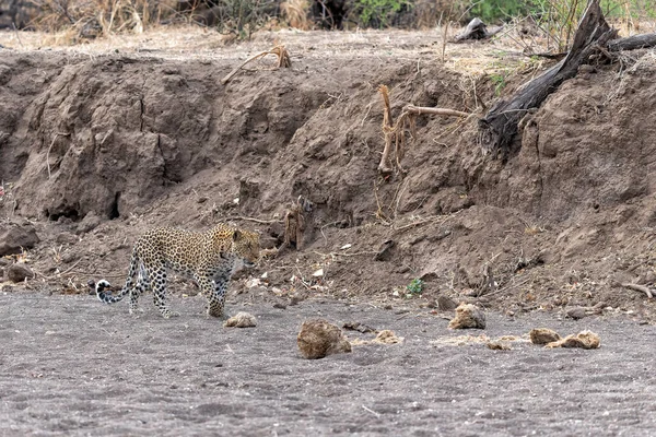 보츠와 구획에 구역의 강바닥에서 사냥하는 Panthera Pardus — 스톡 사진