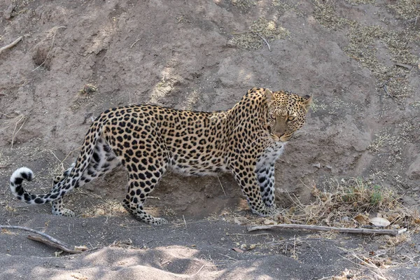 Leopardo Panthera Pardus Cazando Lecho Río Seco Reserva Caza Mashatu — Foto de Stock