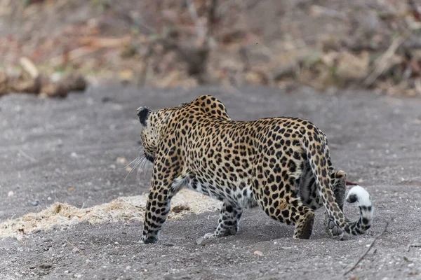 Polowanie Lamparta Panthera Pardus Suchym Korycie Rzeki Rezerwacie Gier Mashatu — Zdjęcie stockowe