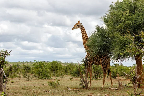 Giraffa Giro Cibo Nella Riserva Mashatu Nel Blocco Tuli Botswana — Foto Stock