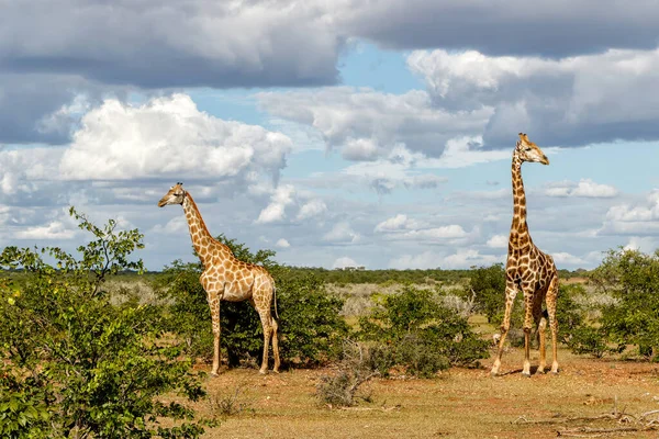 Giraffe Walking Food Mashatu Game Reserve Tuli Block Botswana — Stock Photo, Image