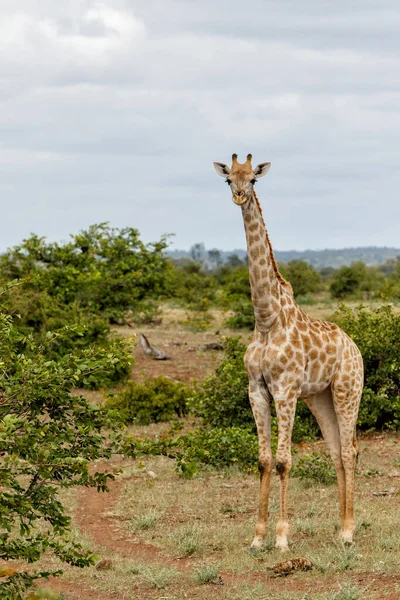 Girafa Andando Por Para Comer Mashatu Game Reserve Bloco Tuli — Fotografia de Stock