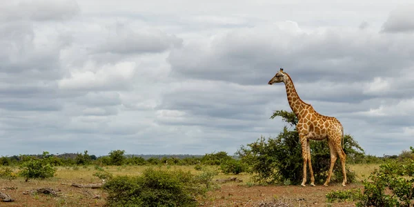 Giraffe Loopt Rond Voor Voedsel Mashatu Game Reserve Het Tuli — Stockfoto