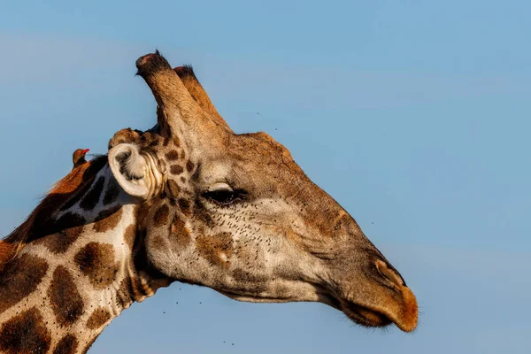 Közelkép Egy Zsiráf Férfi Egy Oxpecker Mashatu Game Reserve Tuli — Stock Fotó
