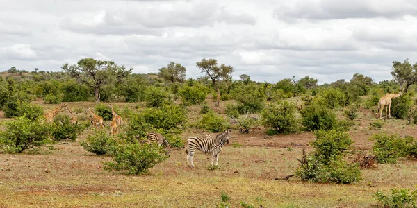 Žirafa Procházky Pro Jídlo Mashatu Game Reserve Tuli Block Botswana — Stock fotografie