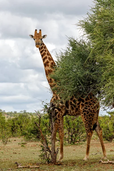 Giraffe Walking Food Mashatu Game Reserve Tuli Block Botswana Royalty Free Stock Images