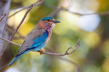Hindistan 'da Bandhavgarh Ulusal Parkı' nda bir şubede oturan Hint patenci (coracias benghalensis)