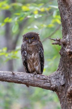 Kahverengi Balık Baykuşu (Ketupa zeylonensis) Hindistan 'daki Tadoba Ulusal Parkı' nda bir ağaçta oturuyor.
