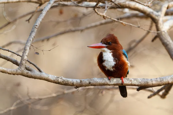 Hvit Strupet Kingfisher Gren Ranthambore Nasjonalpark India – stockfoto