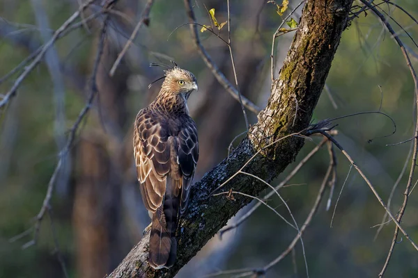 Crested Hawk Eagle Nisaetus Cirrhatus Sentado Uma Filial Parque Nacional — Fotografia de Stock