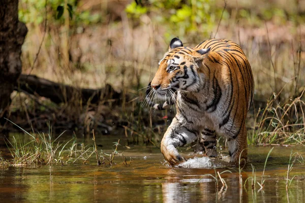 Tiger Going Carefully Water Small Lake Bandhavgarh National Park India — Stock Photo, Image