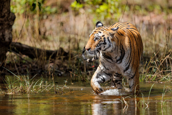 Tiger going carefully in the water of a small lake in Bandhavgarh National Park in India