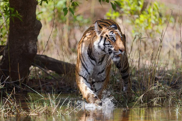 Tigre Soigneusement Dans Eau Petit Lac Dans Parc National Bandhavgarh — Photo