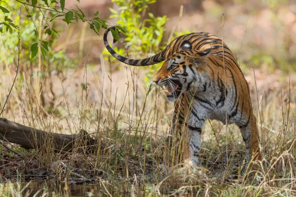Tiger Går Försiktigt Vattnet Liten Sjö Bandhavgarh National Park Indien — Stockfoto