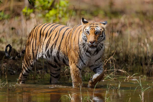 Tigre Soigneusement Dans Eau Petit Lac Dans Parc National Bandhavgarh — Photo