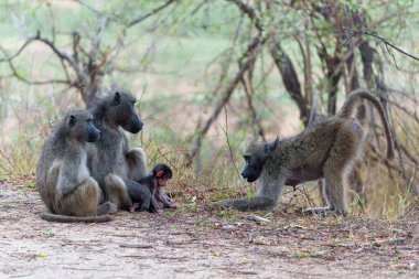  Anne babun, Güney Afrika 'daki Kruger Ulusal Parkı' nda bebeğine bakıyor.                              