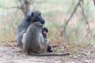  Anne babun, Güney Afrika 'daki Kruger Ulusal Parkı' nda bebeğine bakıyor.                              