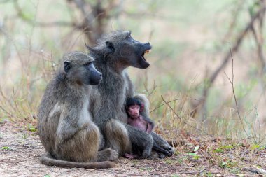  Anne babun, Güney Afrika 'daki Kruger Ulusal Parkı' nda bebeğine bakıyor.                              