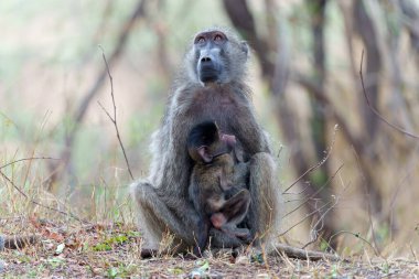  Anne babun, Güney Afrika 'daki Kruger Ulusal Parkı' nda bebeğine bakıyor.                              