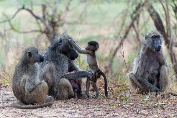  Anne babun, Güney Afrika 'daki Kruger Ulusal Parkı' nda bebeğine bakıyor.                              