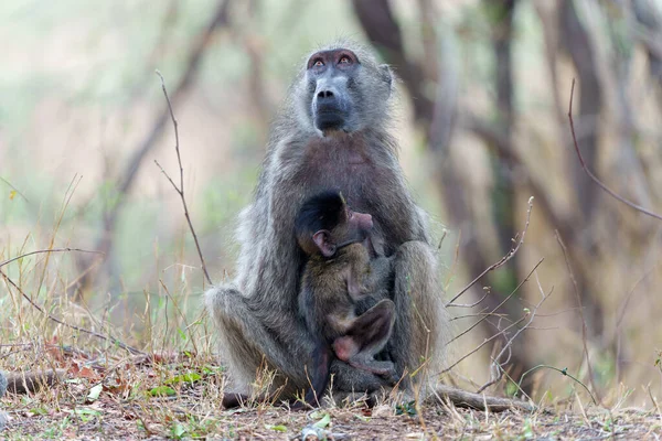 Μητέρα Μπαμπουίνος Θηλάζει Μωρό Της Στο Εθνικό Πάρκο Kruger Στη — Φωτογραφία Αρχείου