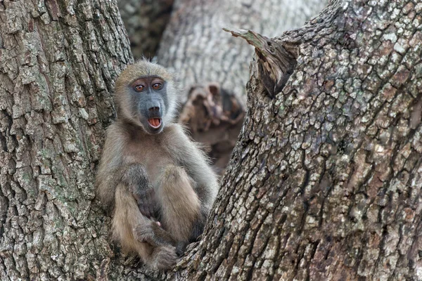 Giovane Babbuino Che Gioca Albero Nel Kruger National Park Sud — Foto Stock