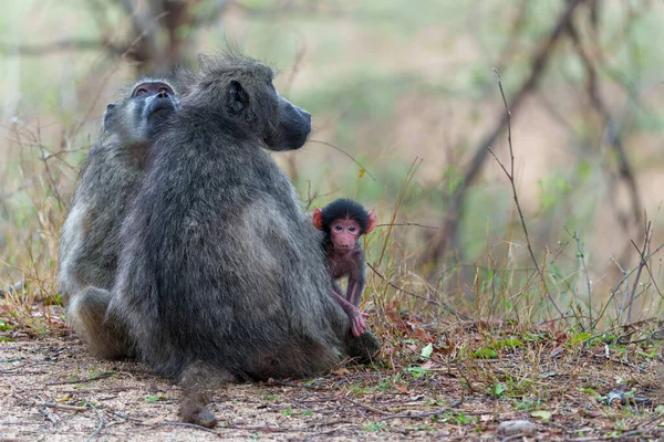 Ibu Baboon Merawat Bayinya Taman Nasional Kruger Afrika Selatan — Stok Foto