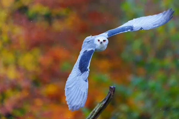 Μαυροπτέρυγος Αετός Elanus Caeruleus Που Πετά Στη Βροχή Φθινόπωρο Στα — Φωτογραφία Αρχείου