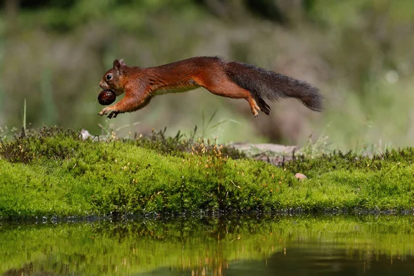 Esquilo Vermelho Eurasiano Sciurus Vulgaris Procura Comida Floresta Holanda — Fotografia de Stock