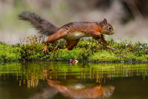 Esquilo Vermelho Eurasiano Sciurus Vulgaris Procura Comida Floresta Holanda — Fotografia de Stock