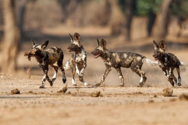 Afrika vahşi köpek yavruları Zimbabve 'deki Mana Havuz Ulusal Parkı' nda bir avdan yiyorlar.