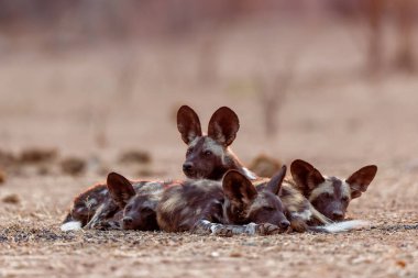 Afrika vahşi köpek yavruları güneş doğarken Zimbabwe 'deki Mana Havuz Ulusal Parkı' nda uyanıyor.