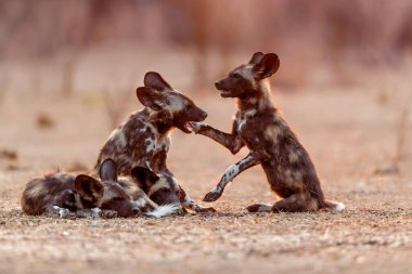 Afrika vahşi köpek yavruları güneş doğarken Zimbabwe 'deki Mana Havuz Ulusal Parkı' nda uyanıyor.