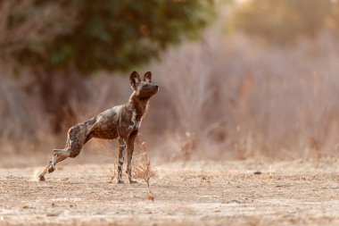 Afrika vahşi köpeği Zimbabwe 'deki Mana Havuz Ulusal Parkı' nda gün doğumunda uyanıyor.