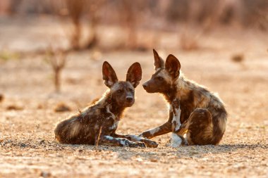 Afrika vahşi köpek yavruları güneş doğarken Zimbabwe 'deki Mana Havuz Ulusal Parkı' nda uyanıyor.