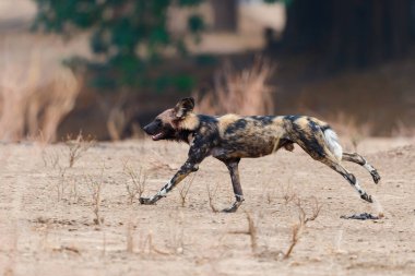 Afrika vahşi köpeği Zimbabwe 'deki Mana Havuz Ulusal Parkı' nda koşuyor.