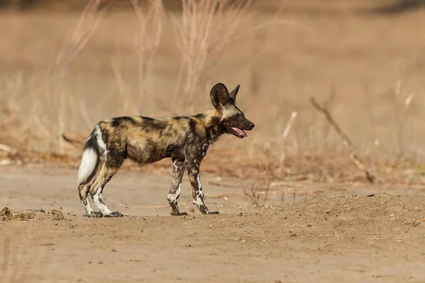 Afrikansk Vildhund Valp Promenader Mana Pools National Park Zimbabwe — Stockfoto