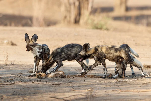 Cachorros Cães Selvagens Africanos Comendo Uma Presa Parque Nacional Mana — Fotografia de Stock