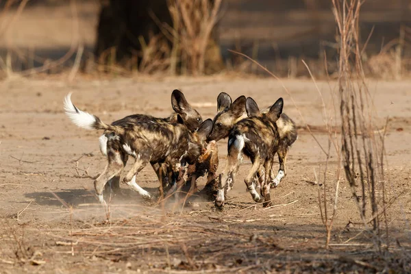 津巴布韦Mana Pools国家公园的非洲野狗幼崽吃猎物 — 图库照片