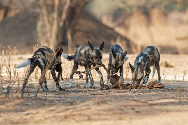 Afrikanska Vildhund Valpar Äter Från Ett Byte Mana Pools National — Stockfoto